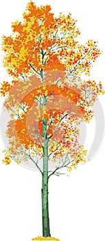 aspen tree. Vector