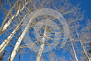 Aspen trees