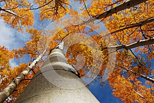 Aspen Trees