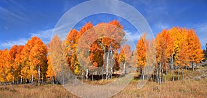 Aspen trees