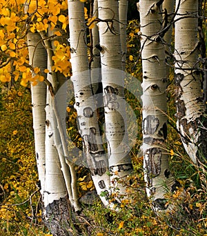 Aspen Trees