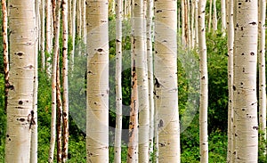 Aspen Trees