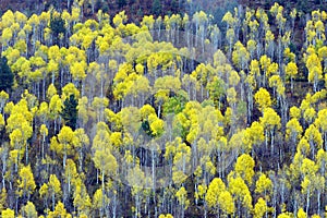 Aspen trees