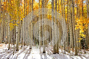 Aspen trees