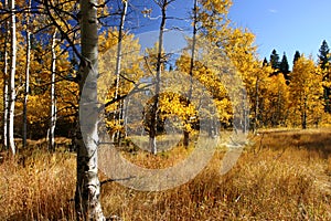 Aspen Trees