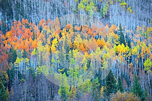 Aspen trees