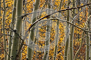 Aspen trees