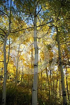 Aspen Trees