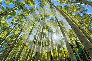 Aspen Trees