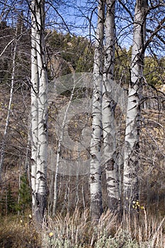 Aspen Trees