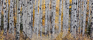 Aspen trees