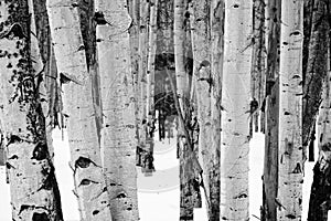 Aspen trees