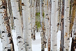 Aspen trees