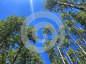 Aspen Trees Against a Deep, Blue Sky