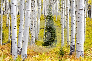 Aspen trees in Aspen gove Colorado. Foliage changes colour in the Autumn Kebler Pass near Crested Butte Colorado USA