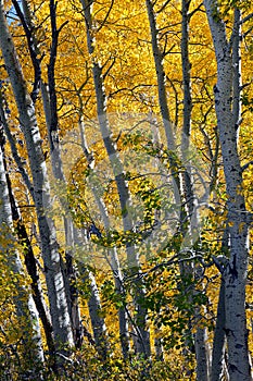 Aspen Trees in Autumn