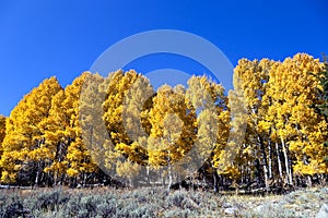 Aspen Trees in Autumn