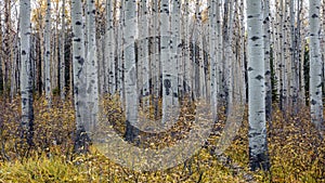 Aspen Trees in Autumn