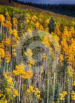 Aspen trees in autumn colors