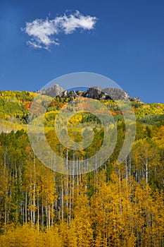 Aspen trees in Autumn at Kebler Pass near Crested Butte Colorado America. The Aspens foliage change color from green to yellow lea