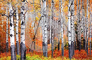 Aspen trees in Banff national park in autumn time