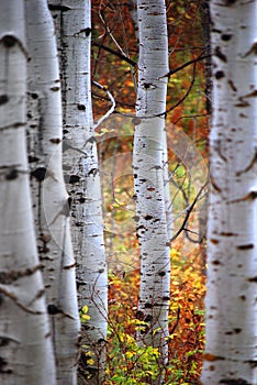 Aspen Trees Birch White Bark in Forest in Fall Autumn with Colors