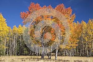 Aspen trees blue sky autumn color