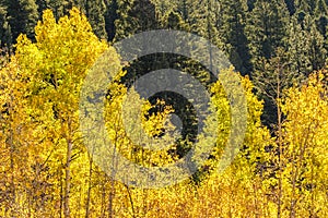 Aspen trees changing color against a backdrop of green pine tree