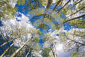 Aspen Trees and Clouds