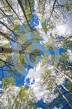 Aspen Trees and Clouds