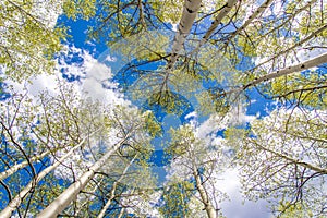 Aspen Trees and Clouds