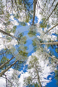 Aspen Trees and Clouds