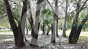 Aspen trees, cottonwood