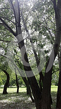 Aspen trees, cottonwood