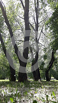 Aspen trees, cottonwood