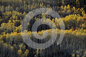 Aspen Trees, Durango Colorado