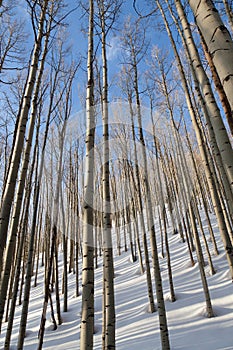 Aspen trees in evening light