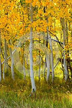 Aspen