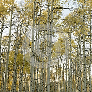 Aspen trees in Fall color
