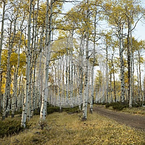 Aspen trees in Fall color