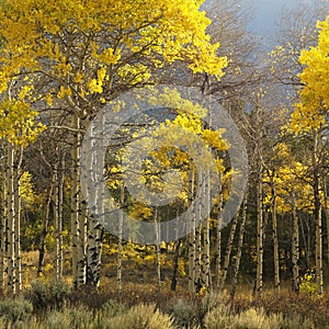 Aspen trees in fall color