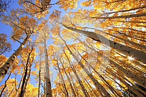 Aspen trees with fall color, San Juan National Forest, Colorado