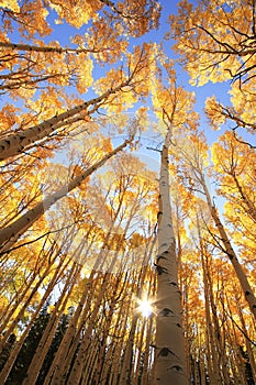 Aspen trees with fall color, San Juan National Forest, Colorado