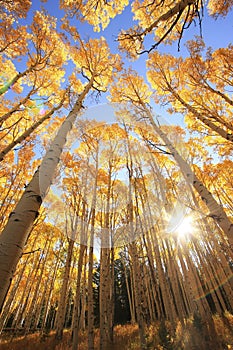 Aspen trees with fall color, San Juan National Forest, Colorado