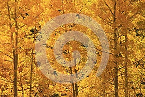 Aspen trees with fall color, San Juan National Forest, Colorado