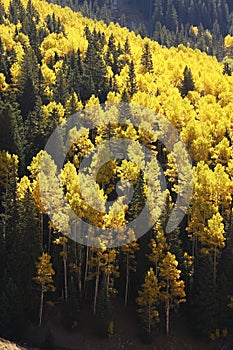 Aspen trees with fall color, San Juan National Forest, Colorado