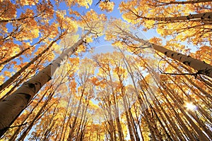 Aspen trees with fall color, San Juan National Forest, Colorado photo