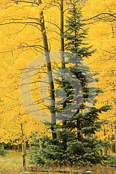 Aspen trees with fall color, Uncompahgre National Forest, Colorado