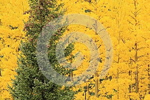 Aspen trees with fall color, Uncompahgre National Forest, Colorado