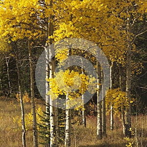 Aspen trees in fall color in Wyoming.